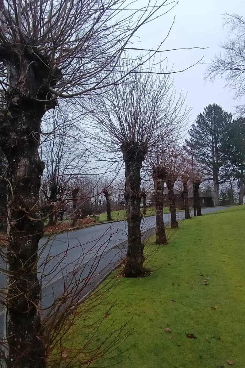 Lime trees before pollarding