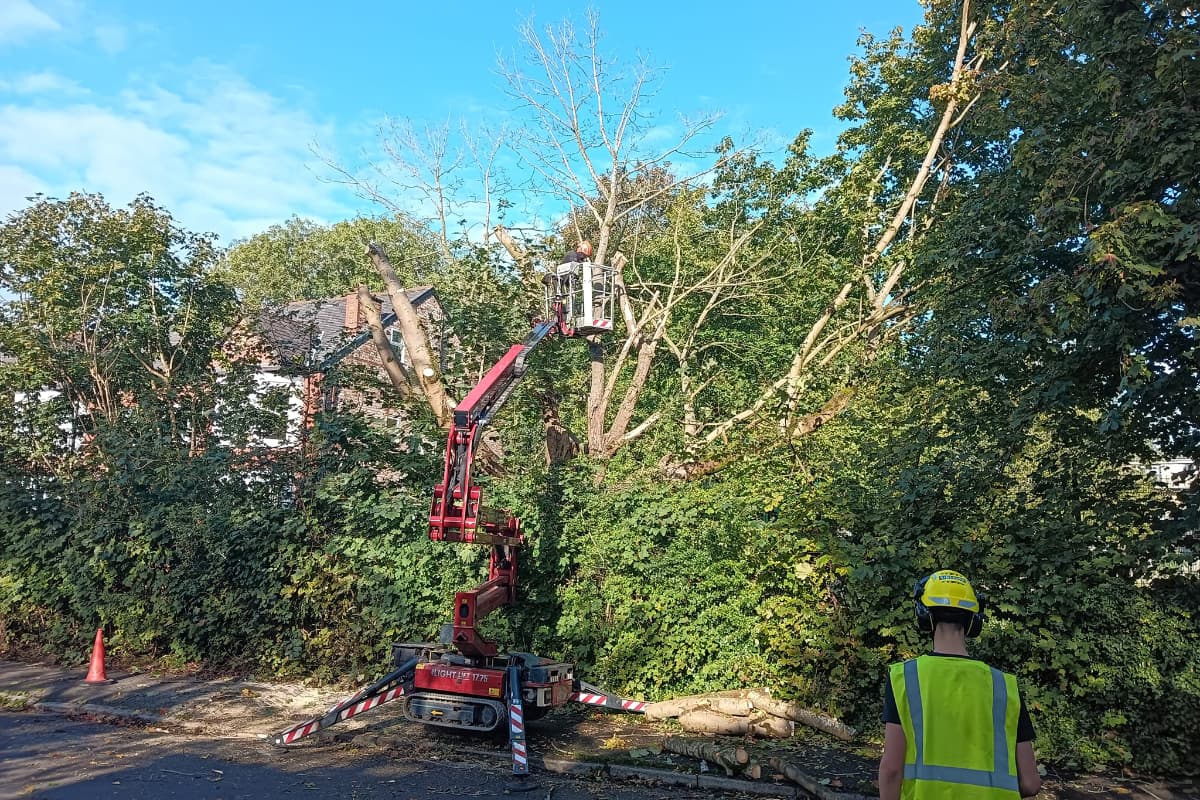 Removal of a maple tree at a school in Whalley Range