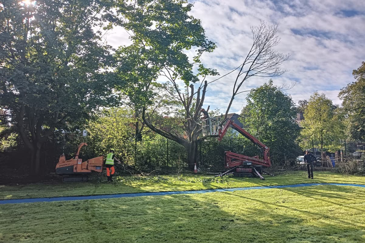 Removal of a maple tree at a school in Whalley Range