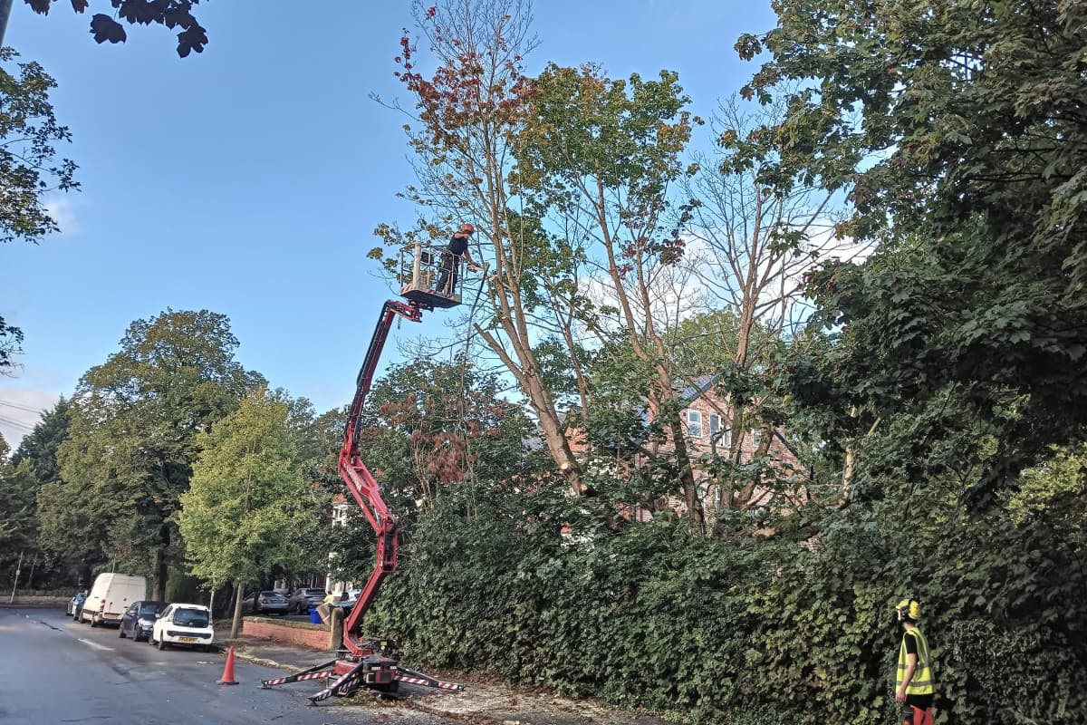 Removal of a maple tree at a school in Whalley Range