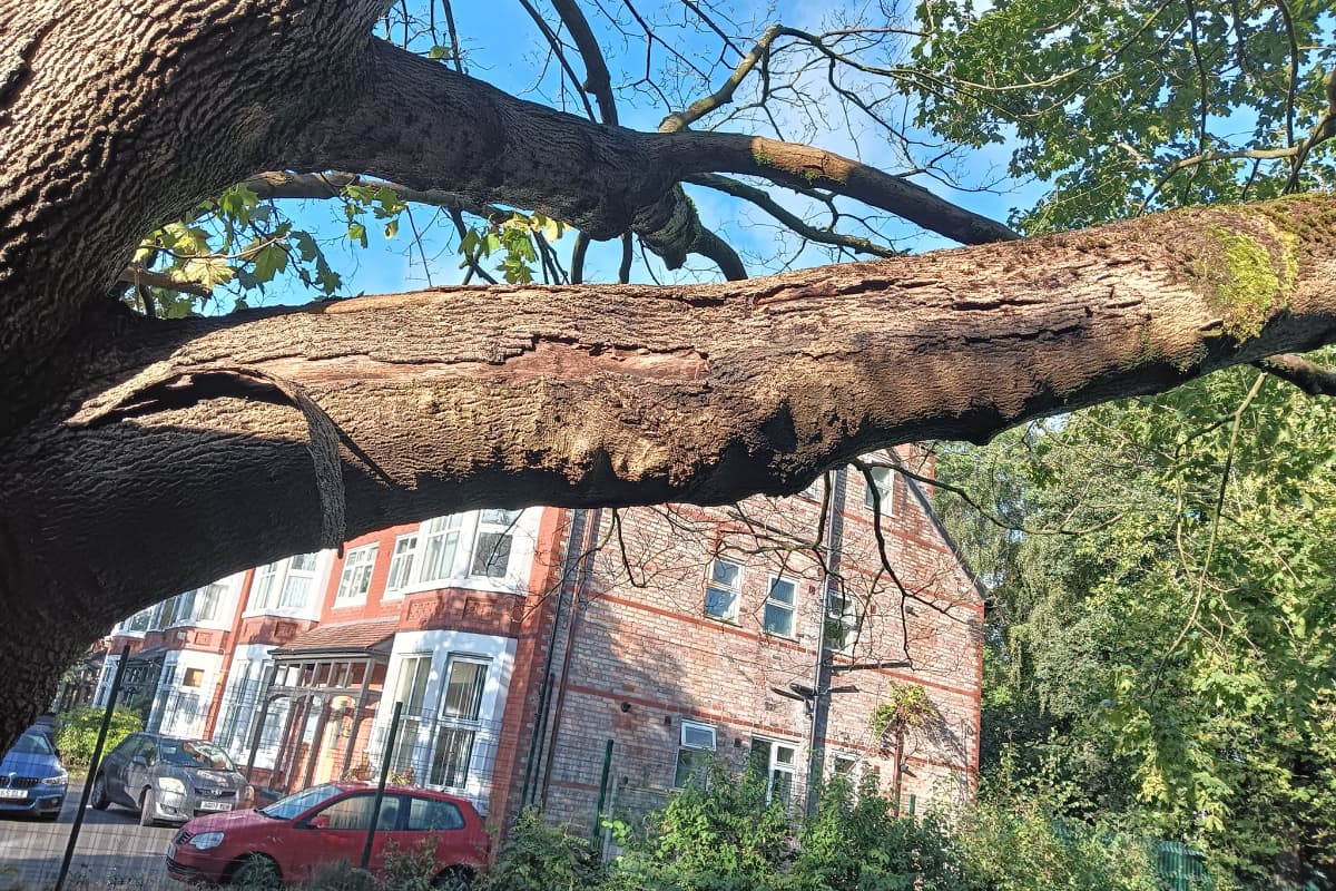Damage to a maple tree at a school in Whalley Range