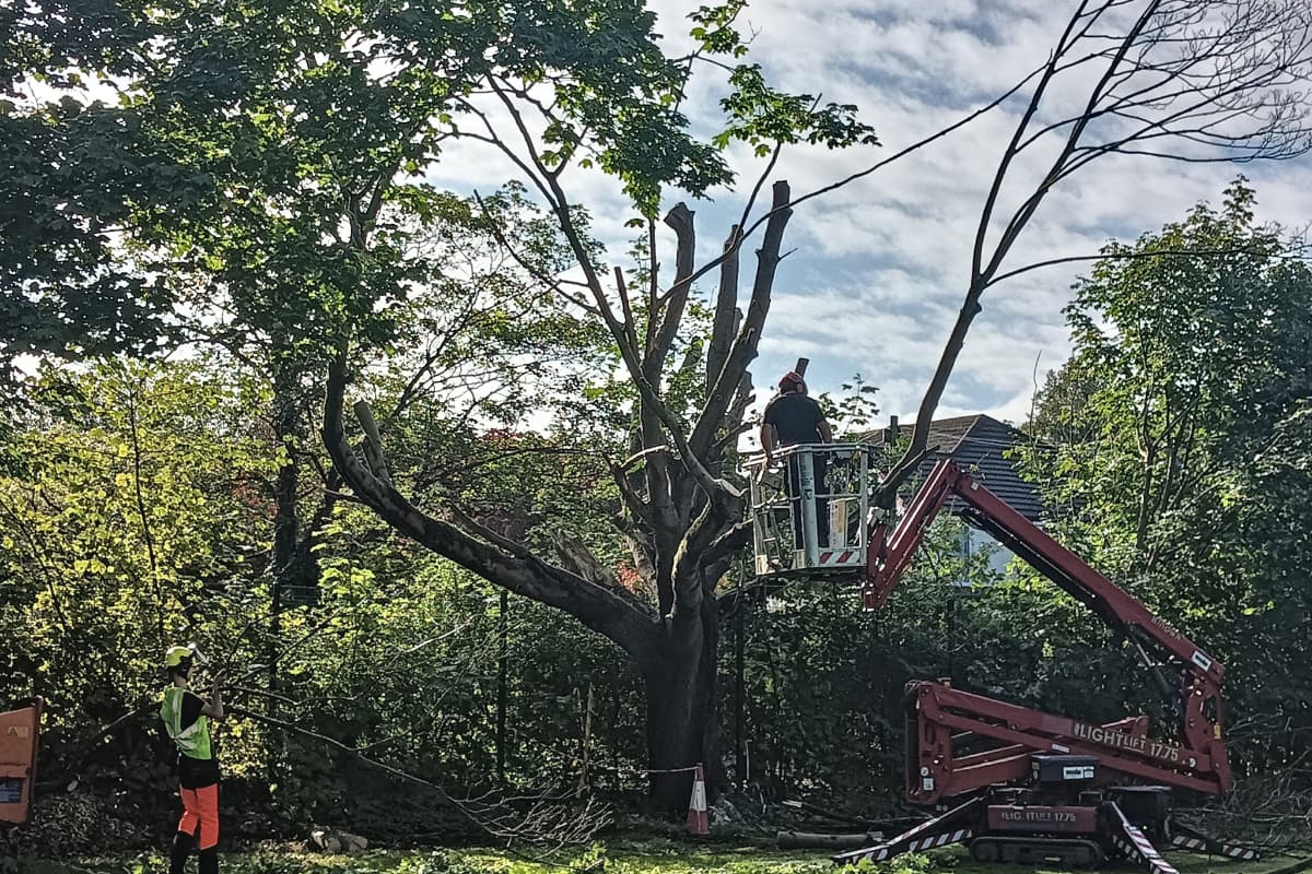 Part removed maple tree at a school in Whalley Range