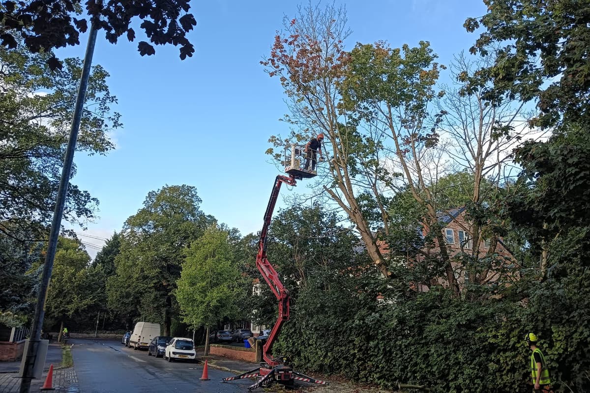 Removal of a maple tree at a school in Whalley Range