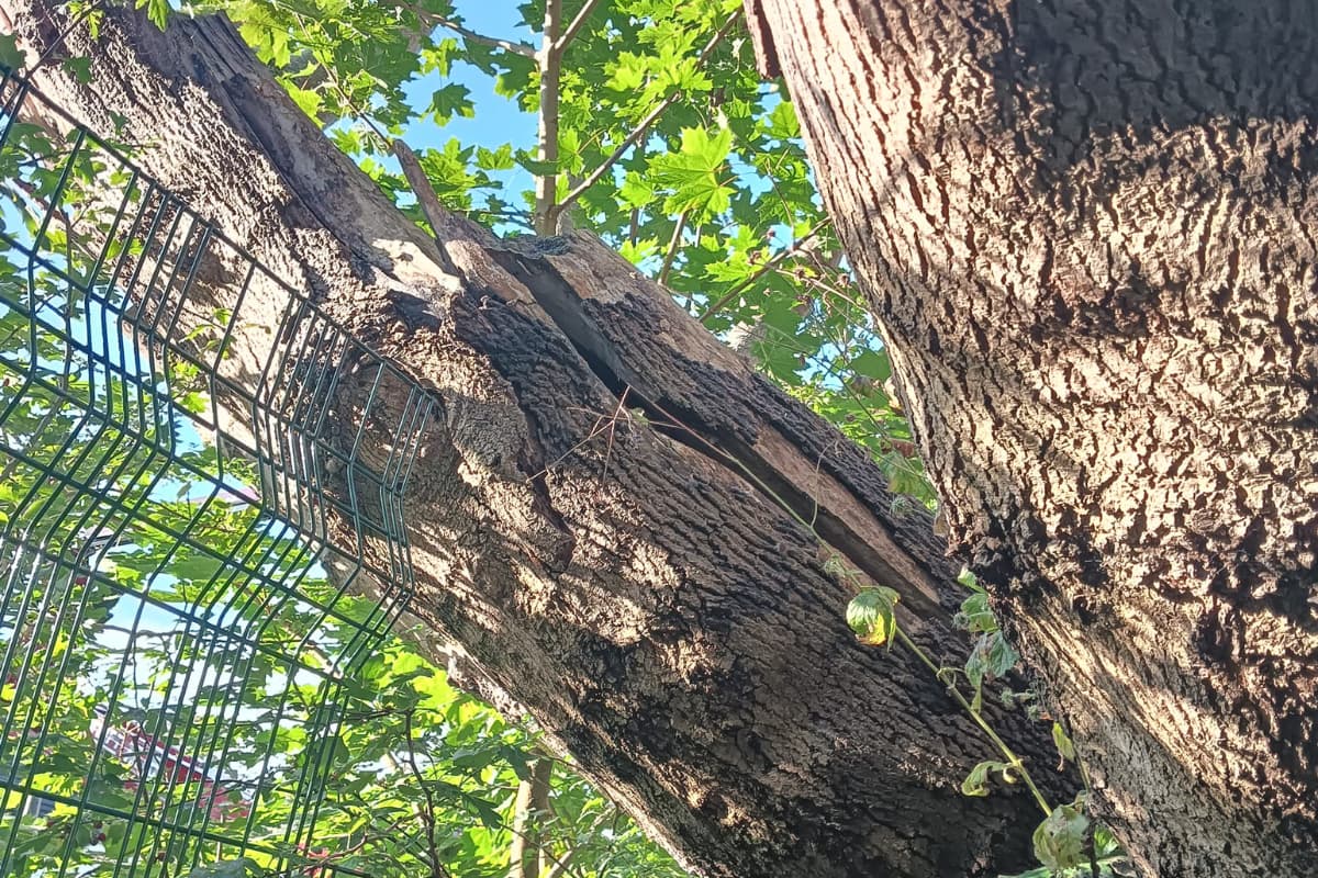 Damage to a maple tree at a school in Whalley Range