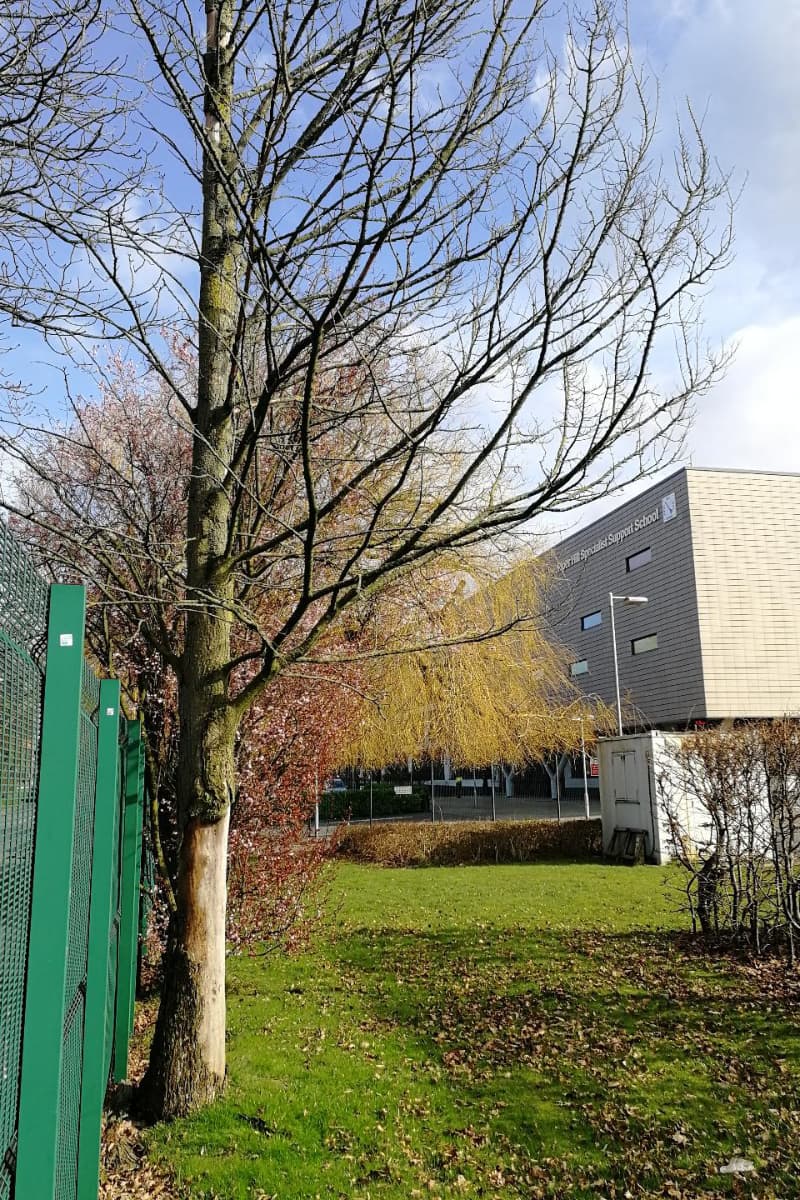 Dead alder tree requiring removal.