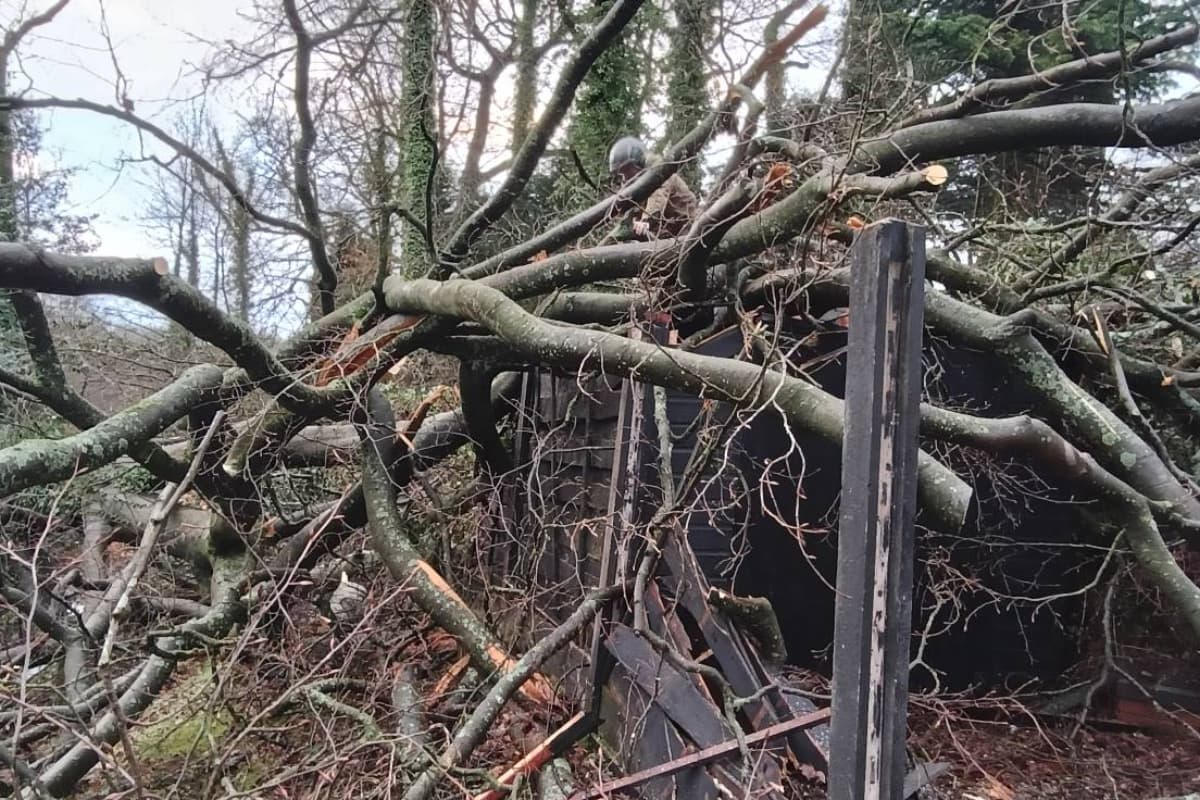 Damage to a shed from a fallen beech tree
