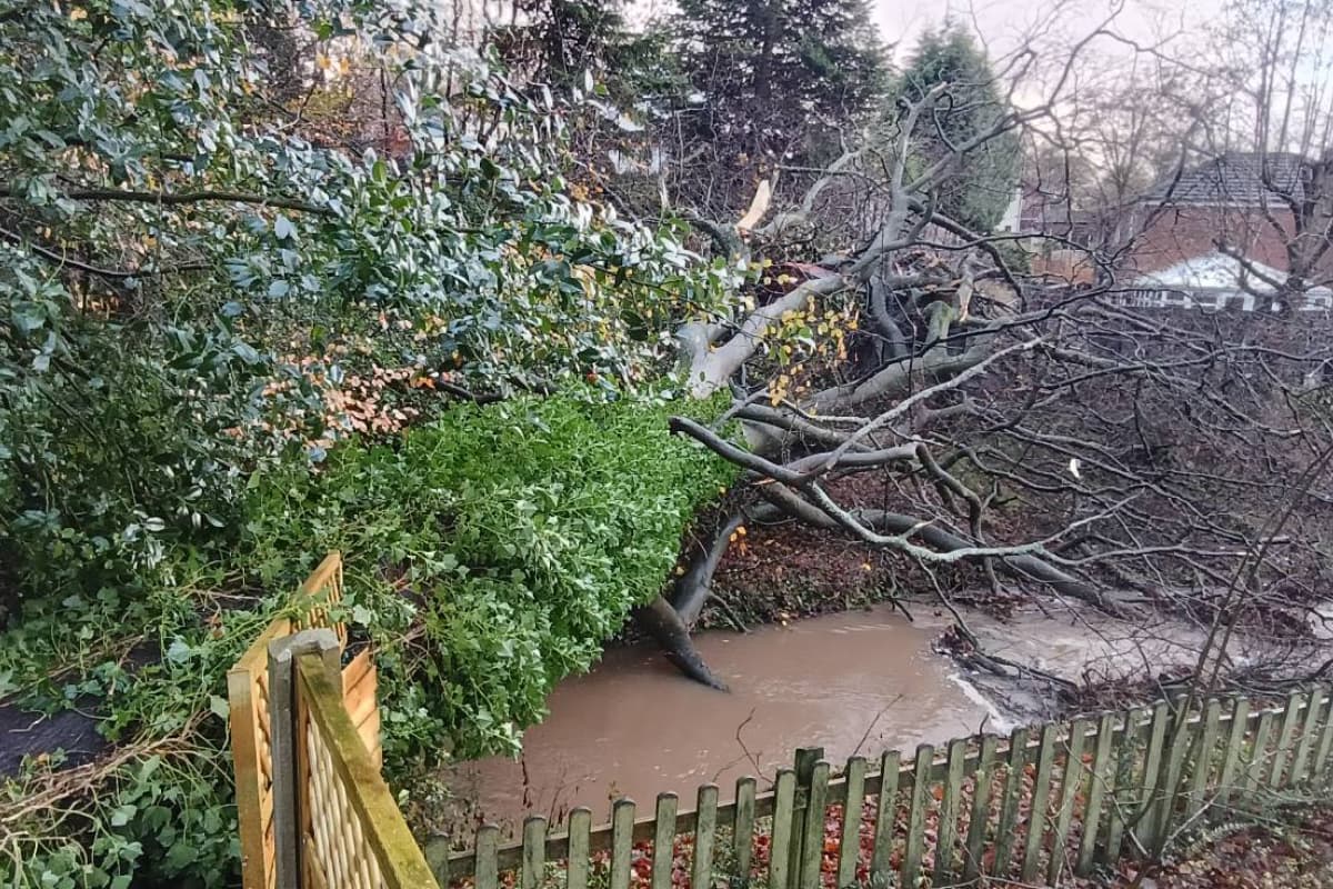 A fallen beech tree in Hyde