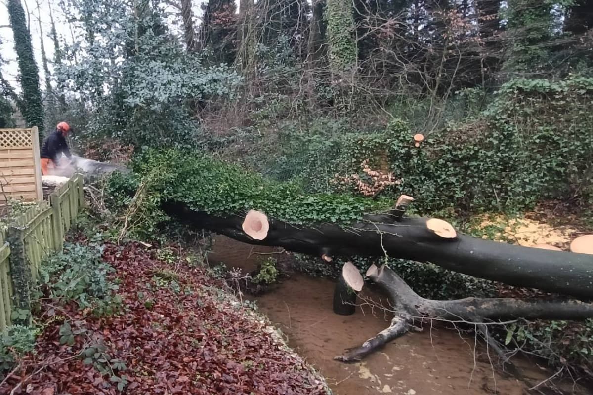 Removing a fallen beech tree