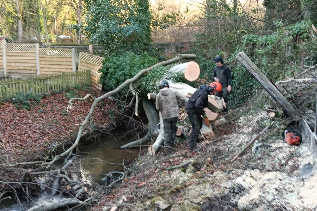 Removing a fallen beech tree