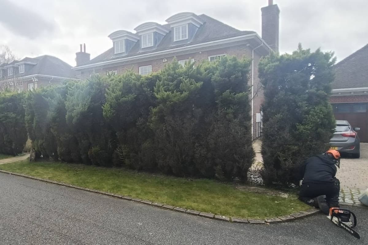 Removing conifer hedging at a property in Prestbury
