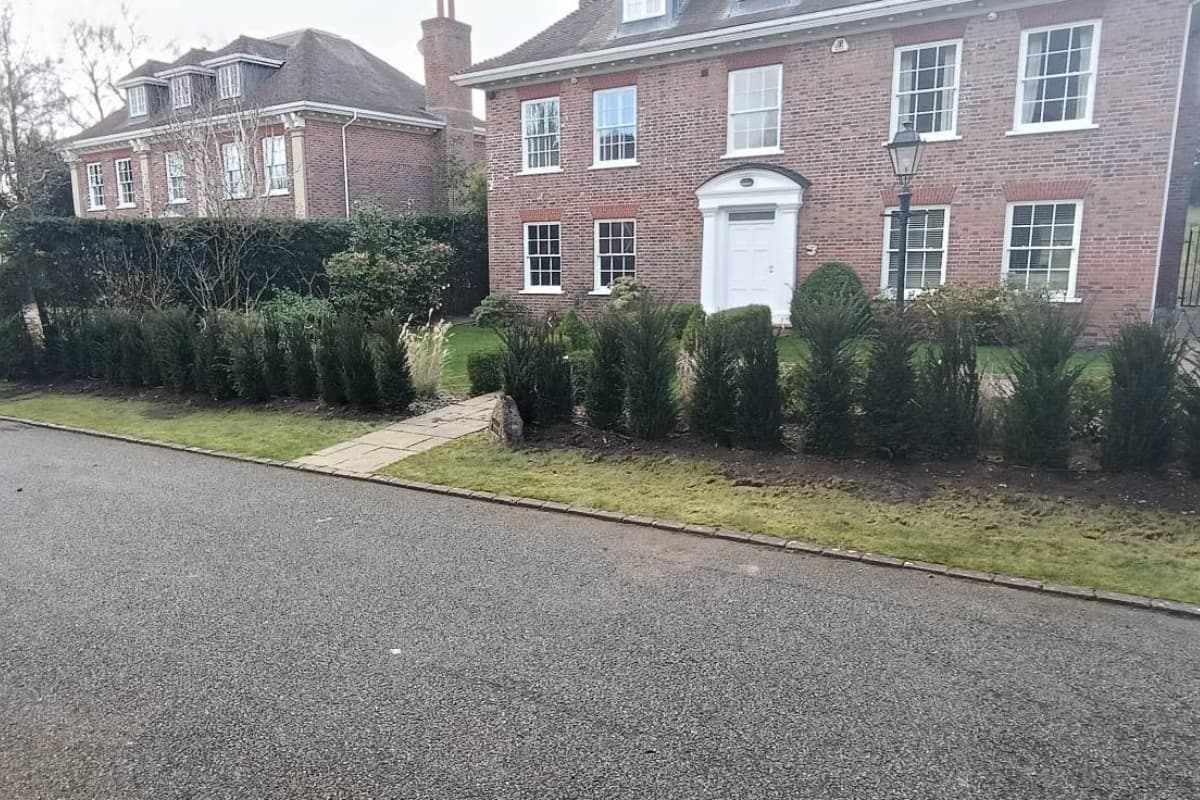 New yew hedging at a property in Prestbury
