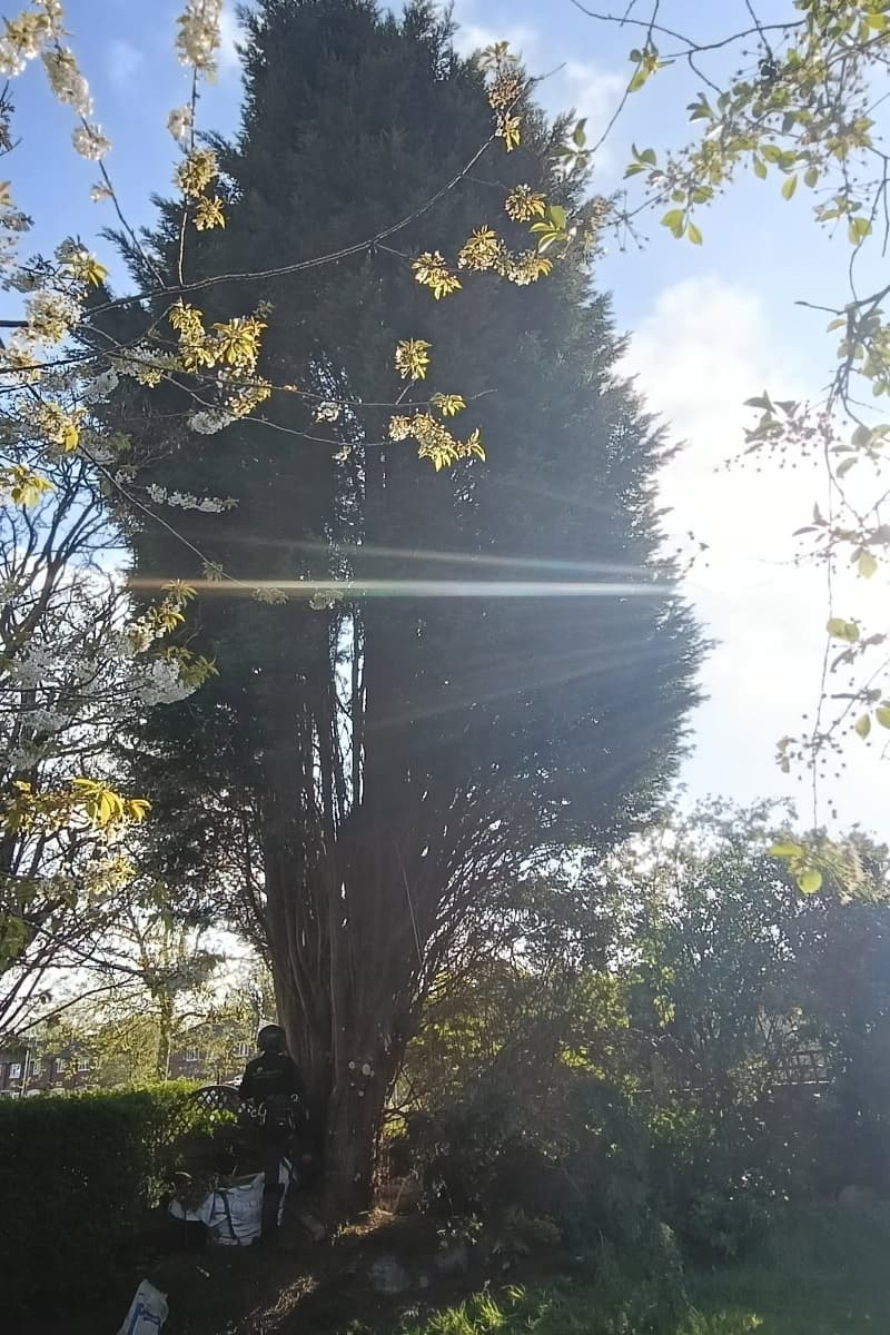 Dangerous conifer