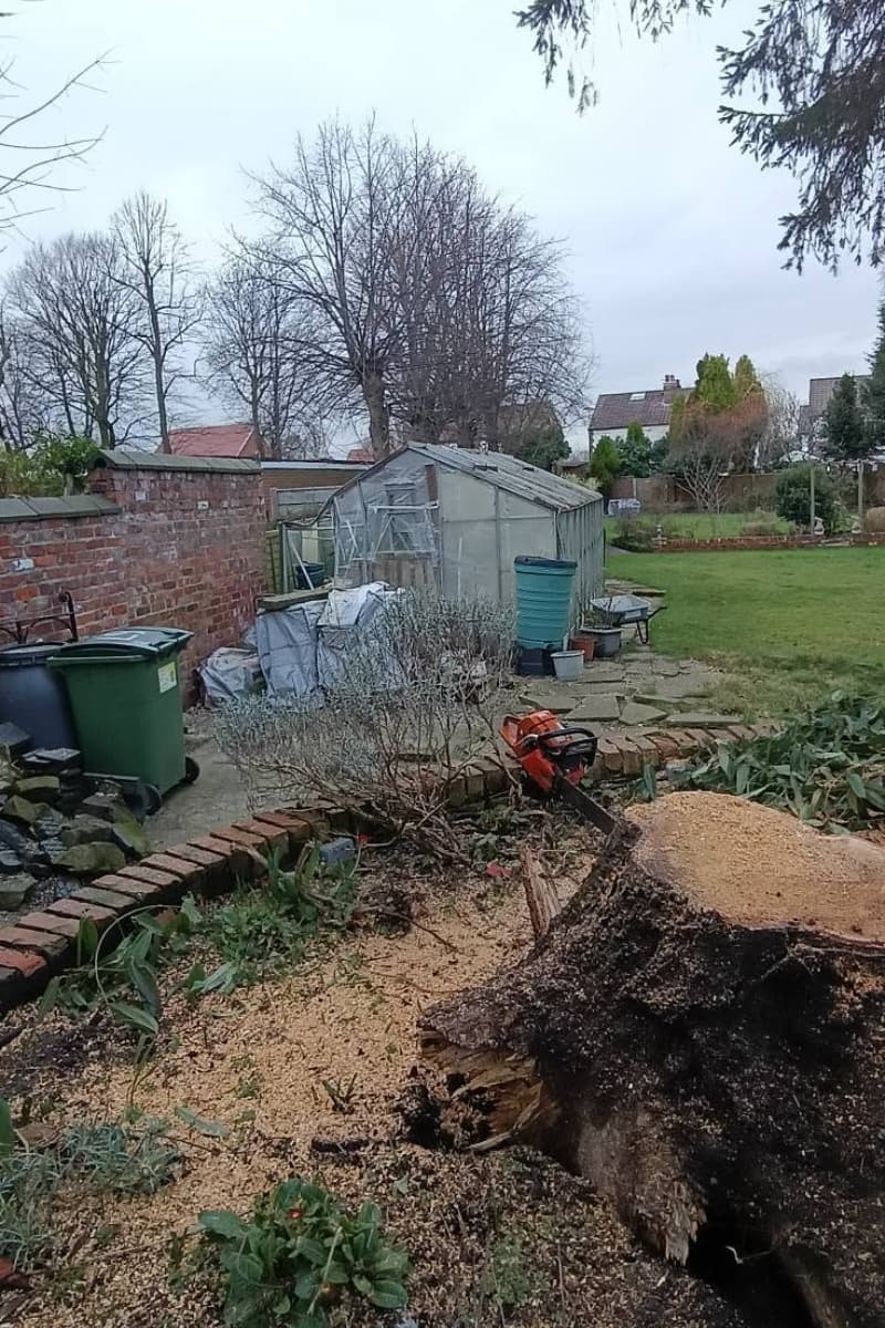 The garden after our tree surgeon had carefully removed the fallen section of the tree