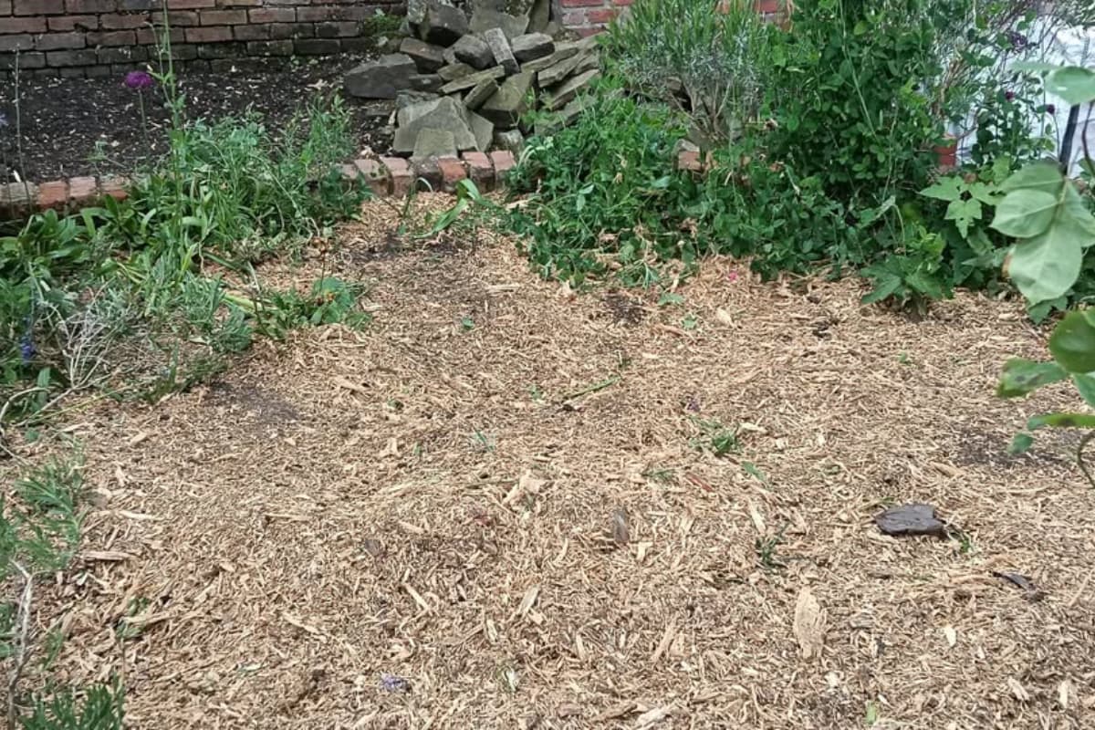site after the tree stump had been removed