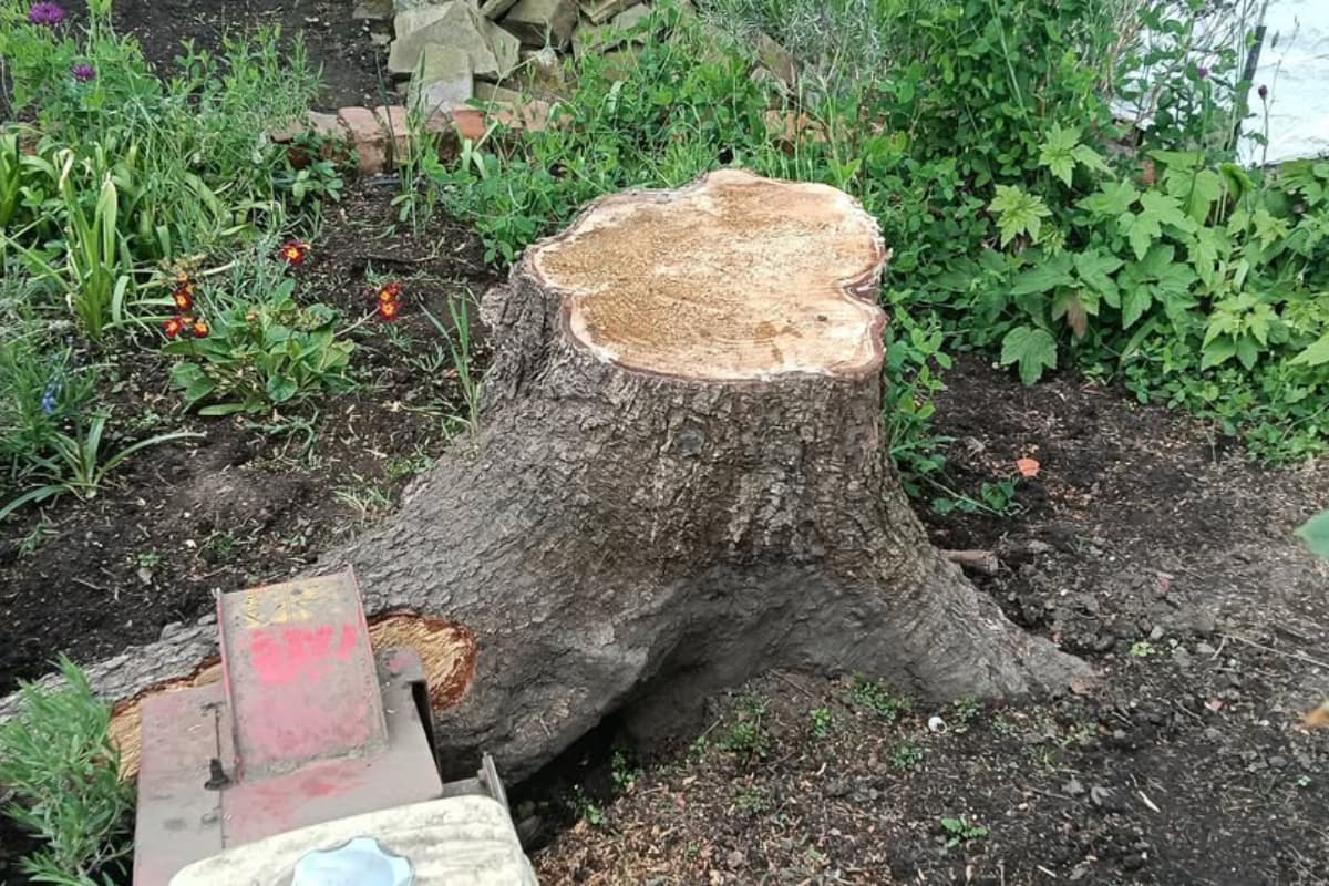 the tree stump ready for grinding down
