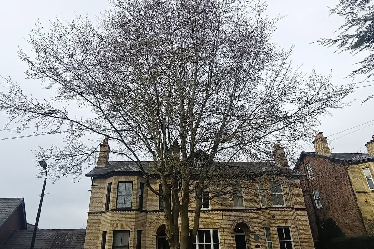 beech tree that had outgrown its space