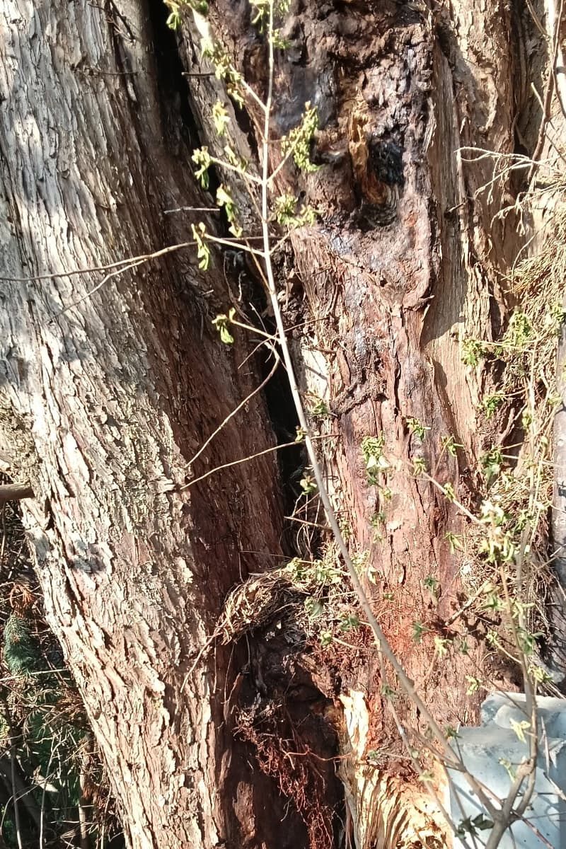 large split in the base of a conifer tree