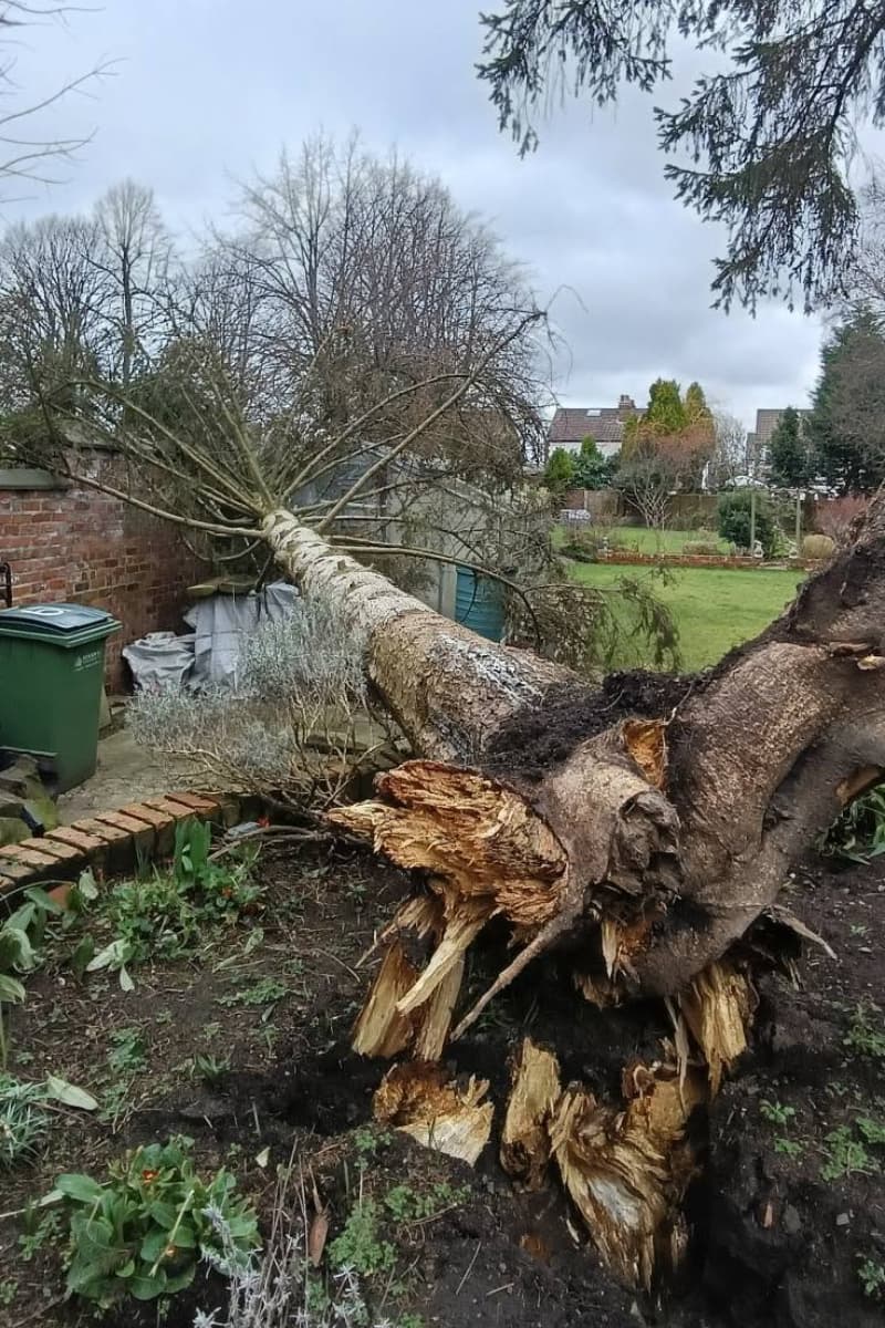 a fir tree that came down during high winds