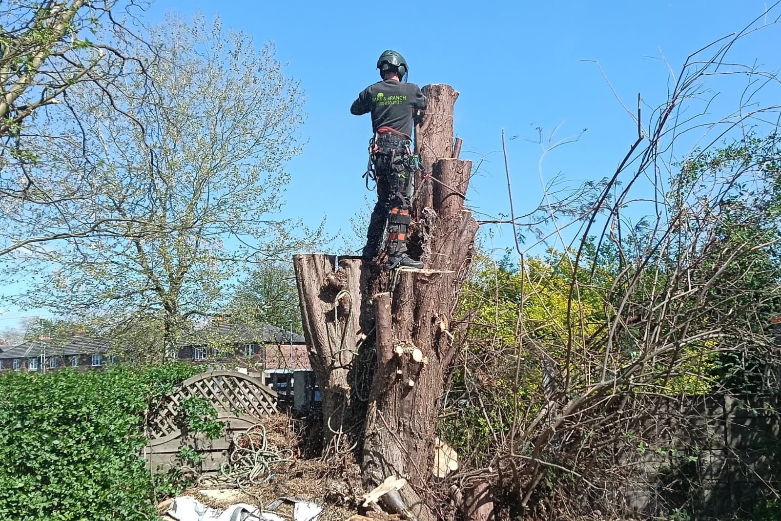 Tree surgeon working on a conifer in Didsbury