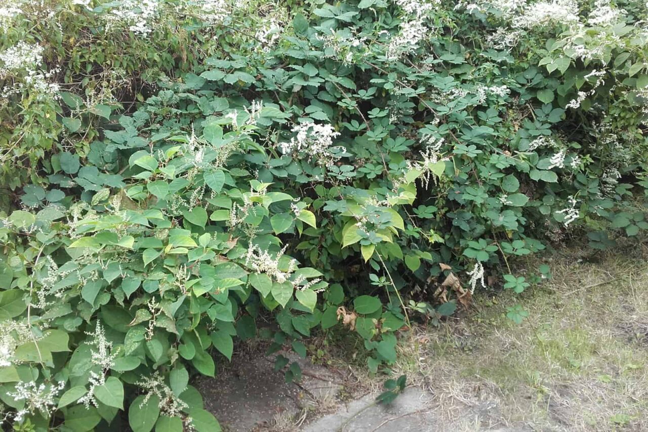 Guide to Japanese Knotweed Control - Bark & Branch