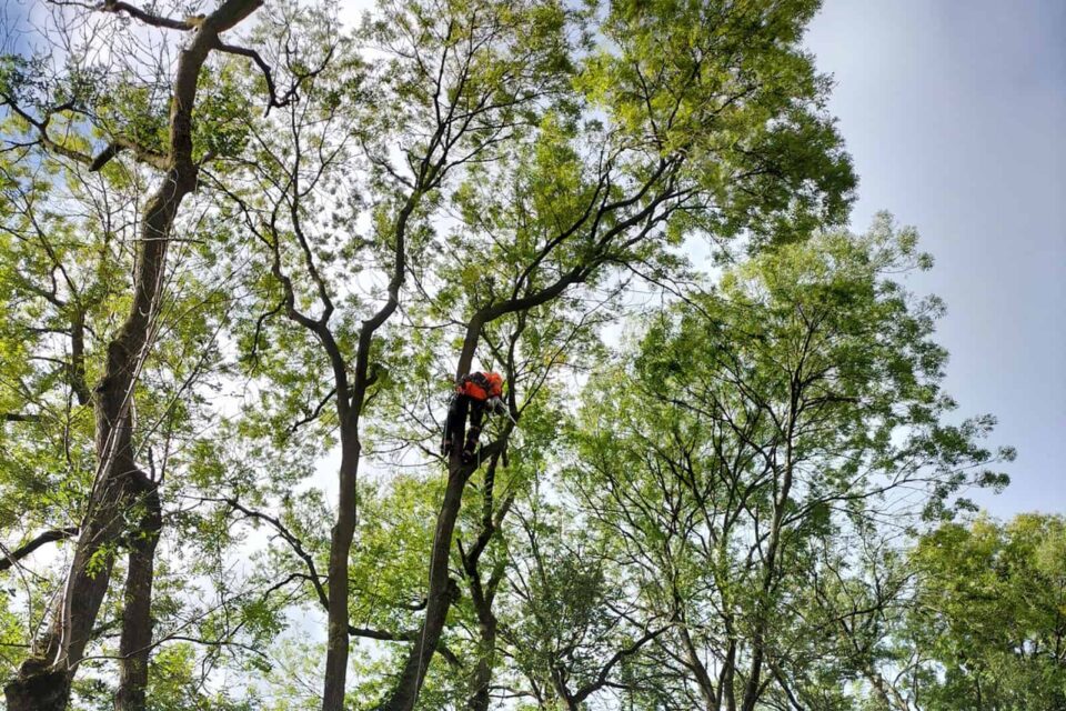 Tree surgeon felling a tree with ash dieback