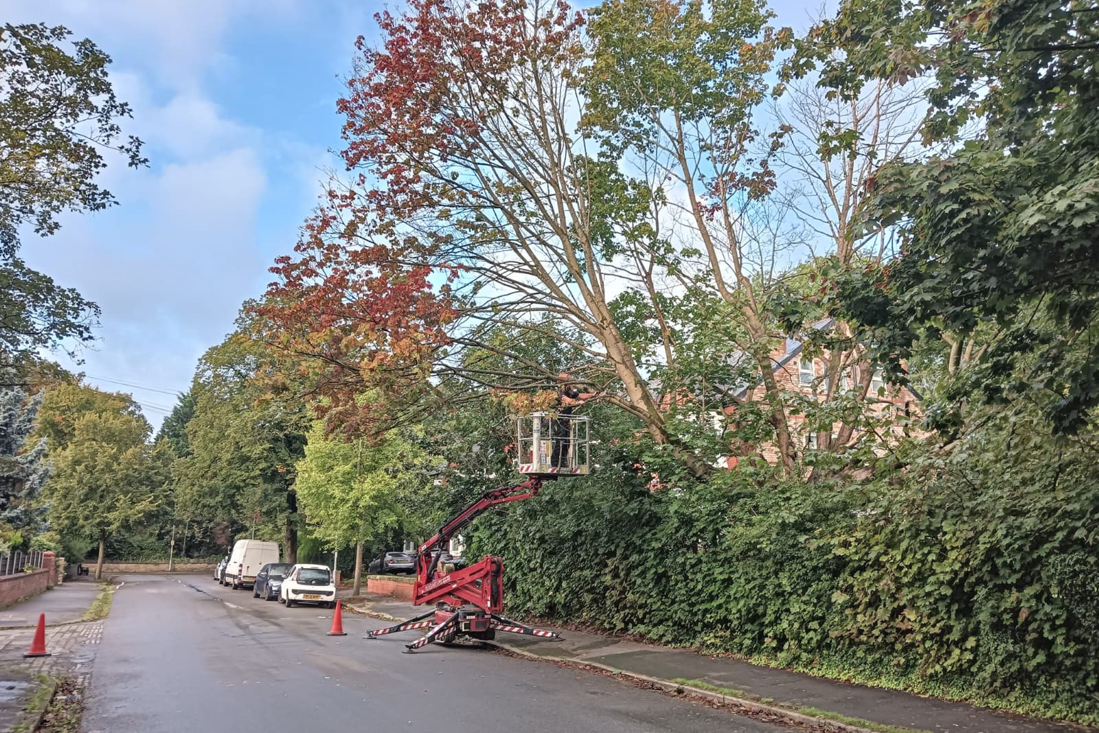 Removal of a maple tree at a school in Whalley Range