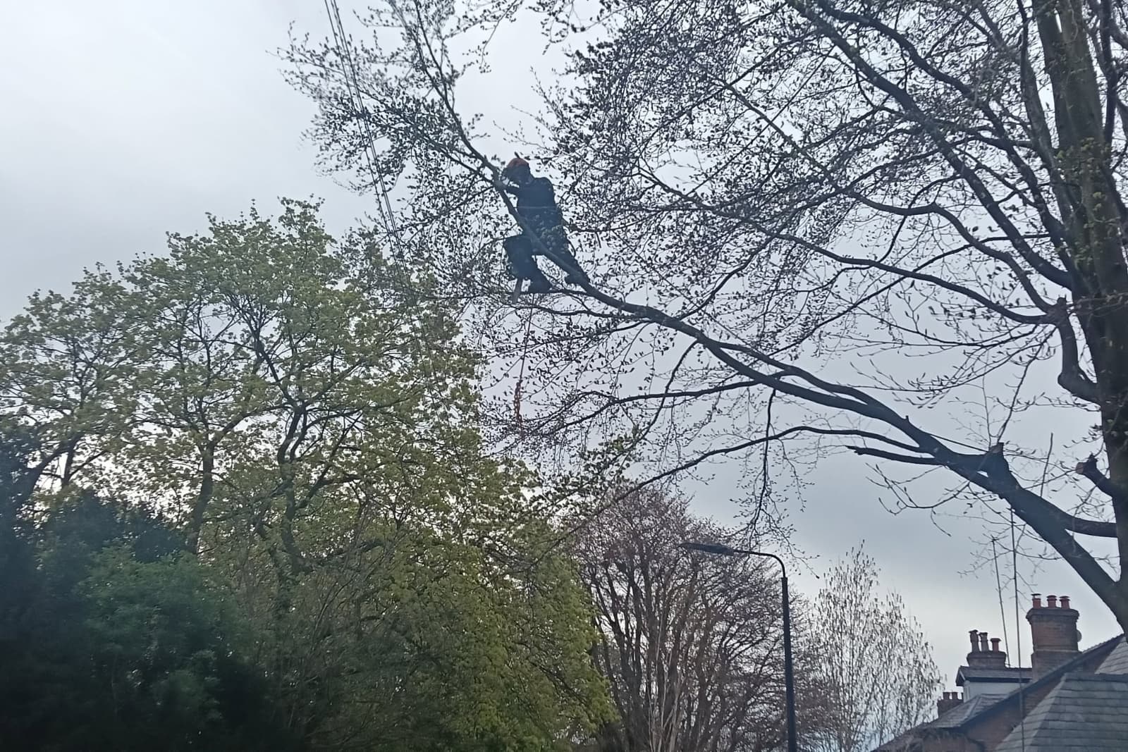 removing branches